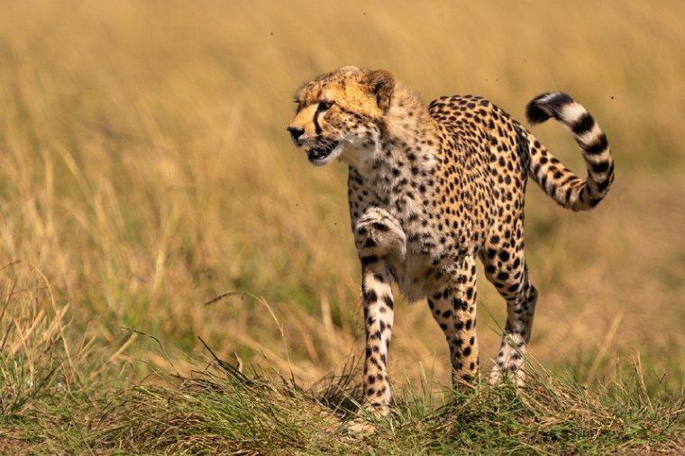 020 Masai Mara.jpg